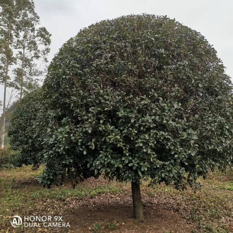 各种苗圃供应，各种规格桂花树，及各种绿花苗木，可实地考察