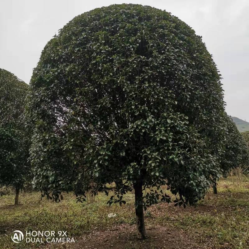 各种苗圃供应，各种规格桂花树，及各种绿花苗木，可实地考察