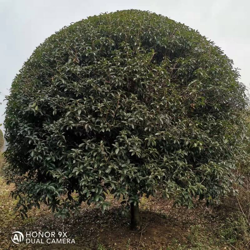 各种苗圃供应，各种规格桂花树，及各种绿花苗木，可实地考察