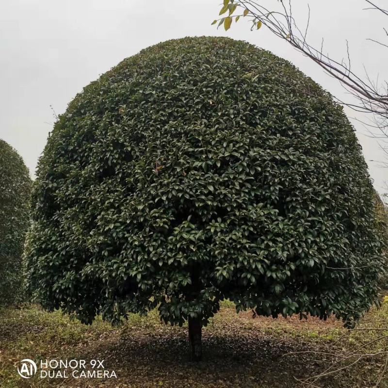 各种苗圃供应，各种规格桂花树，及各种绿花苗木，可实地考察