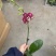 毕加索3寸单梗蝴蝶兰盆花品种齐全