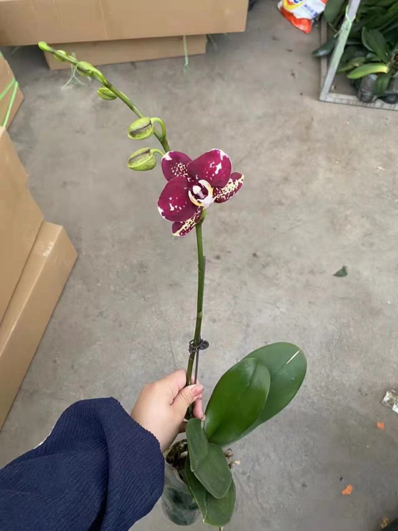 毕加索3寸单梗蝴蝶兰盆花品种齐全