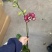 毕加索3寸单梗蝴蝶兰盆花品种齐全