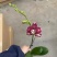 毕加索3寸单梗蝴蝶兰盆花品种齐全
