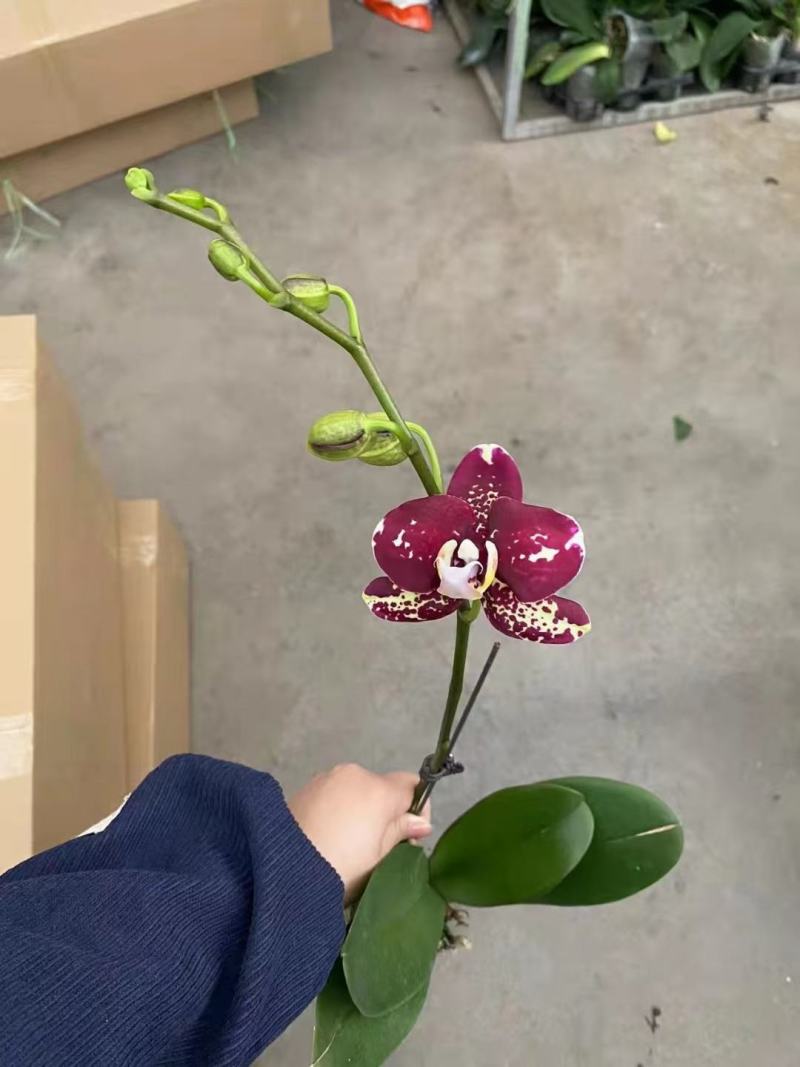 毕加索3寸单梗蝴蝶兰盆花品种齐全