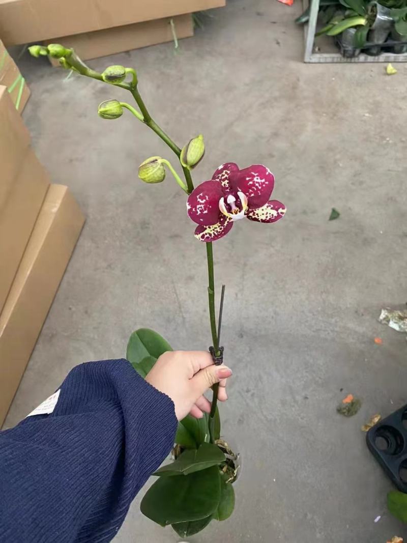 毕加索3寸单梗蝴蝶兰盆花品种齐全