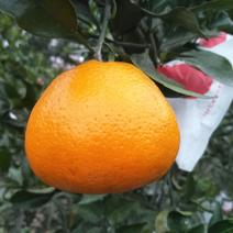 春见柑橘10万斤，乐山市犍为县定文镇。