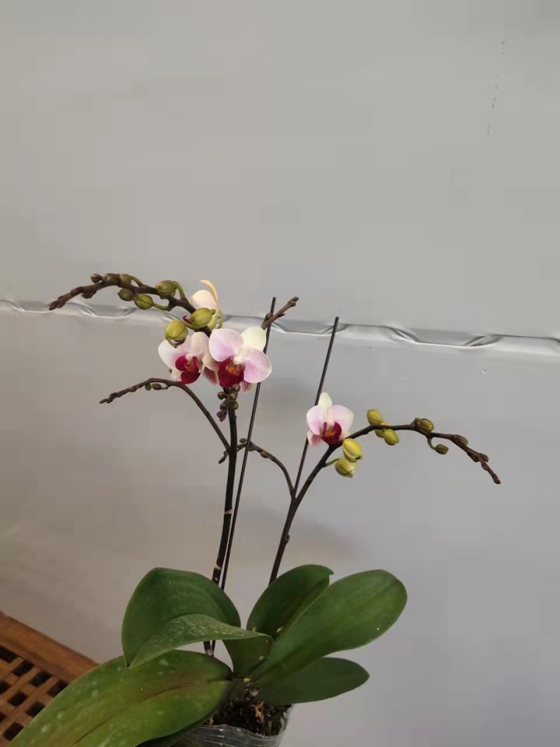 第一名3.5寸特级双梗高度35-40公分蝴蝶兰盆花