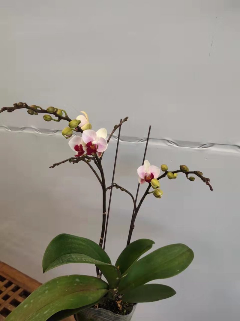 第一名3.5寸特级双梗高度35-40公分蝴蝶兰盆花