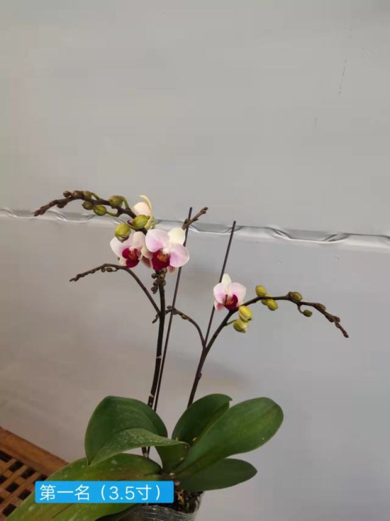 第一名3.5寸特级双梗高度35-40公分蝴蝶兰盆花