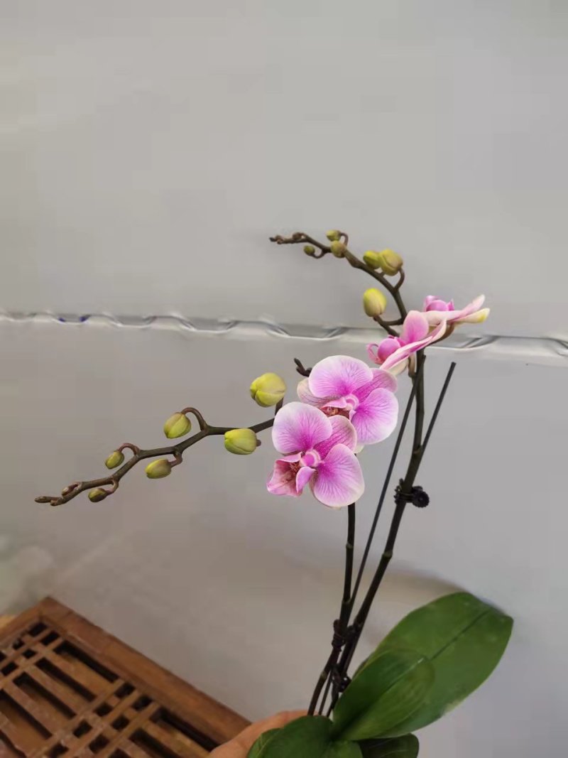特级甜心格格3寸蝴蝶兰盆花高度40-45公分