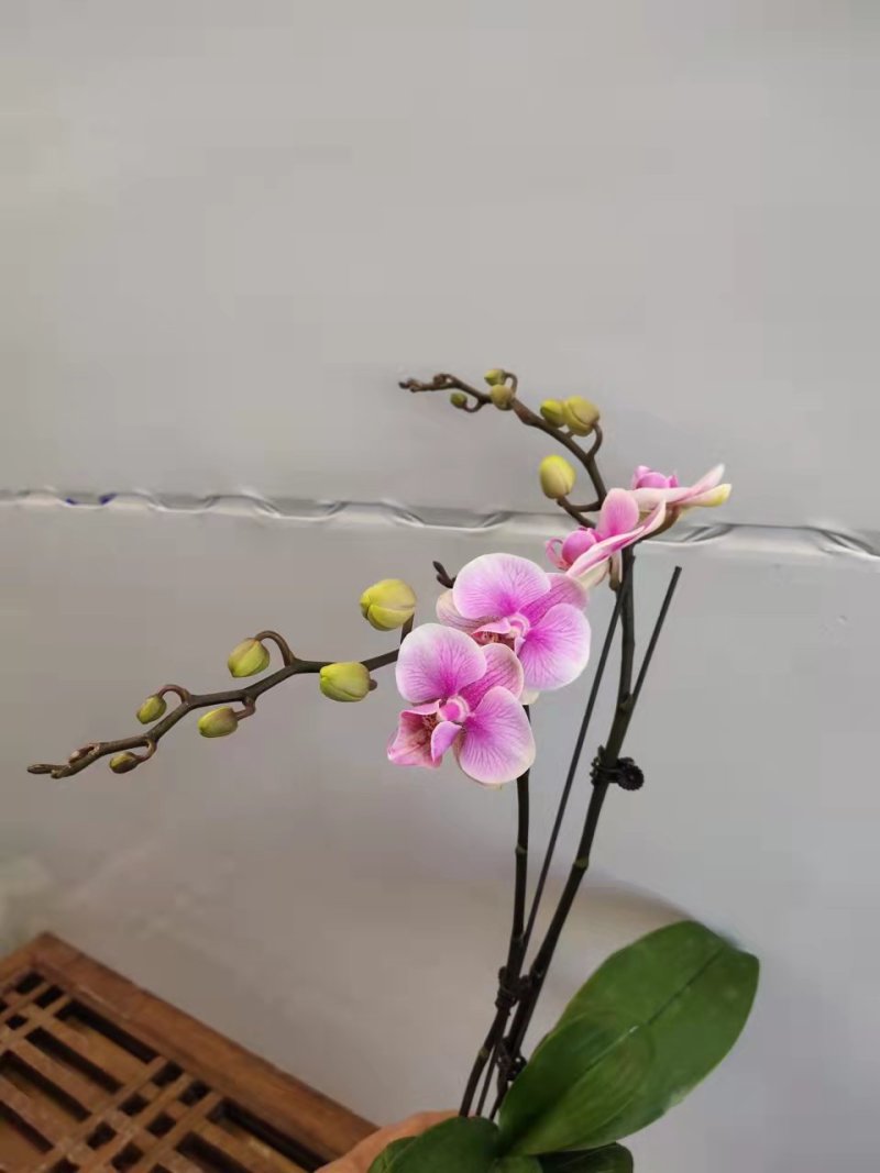 特级甜心格格3寸蝴蝶兰盆花高度40-45公分