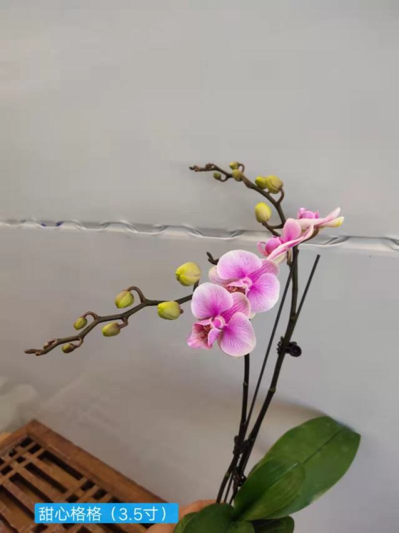 特级甜心格格3寸蝴蝶兰盆花高度40-45公分