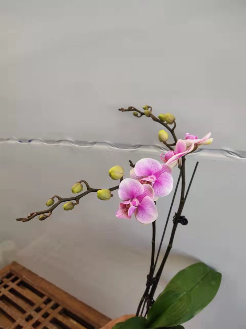 特级甜心格格3寸蝴蝶兰盆花高度40-45公分