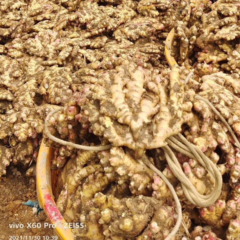 生姜老姜大量供货广西柳州瑶山二黄姜，大黄姜