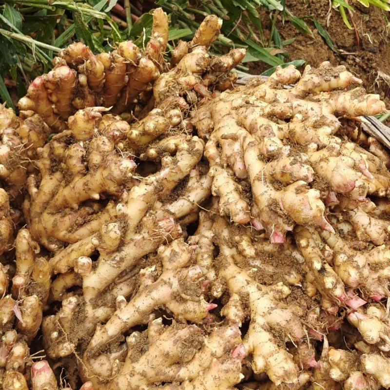 生姜老姜大量供货广西柳州瑶山二黄姜，大黄姜