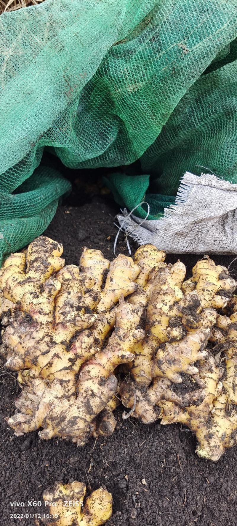 生姜老姜大量供货广西柳州瑶山二黄姜，大黄姜