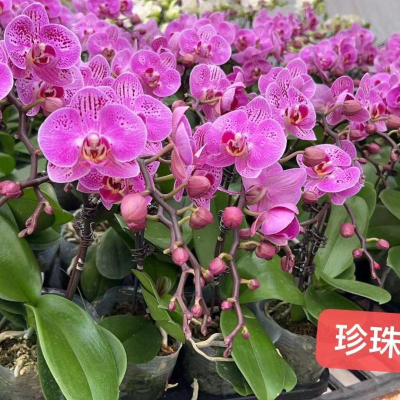 蝴蝶兰珍珠大杯3寸单梗基地直发，单梗14.5，一箱20株