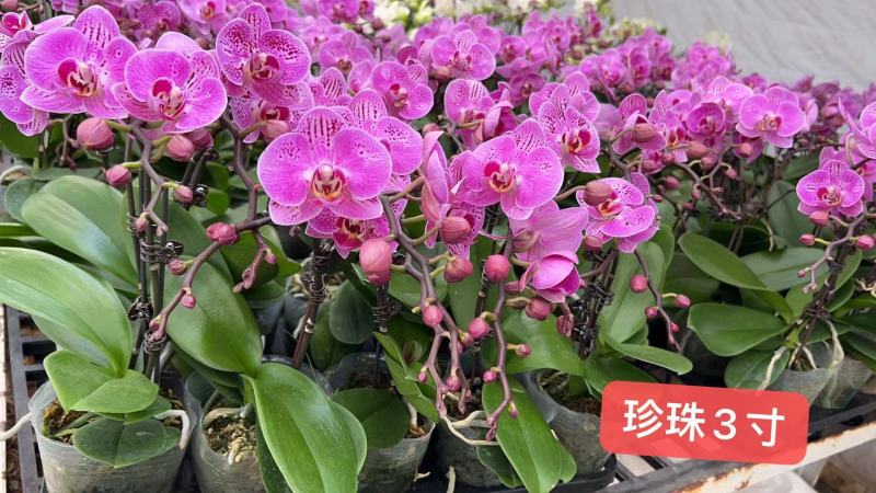 蝴蝶兰珍珠大杯3寸单梗基地直发，单梗14.5，一箱20株
