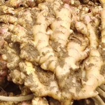 生姜老姜大量供货广西柳州瑶山二黄姜，大黄姜
