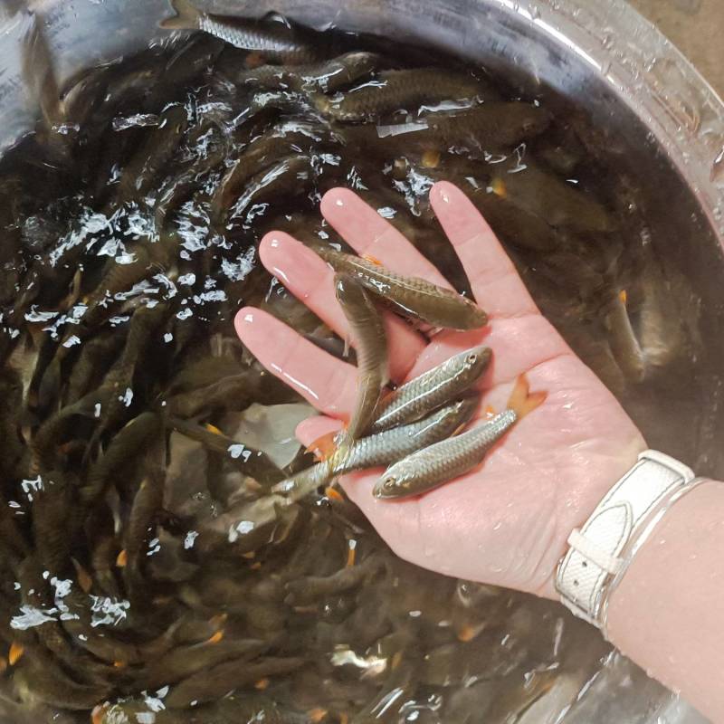 军鱼苗批发光鱼苗坑娟鱼苗基地直供青竹鲩鱼苗指导养殖
