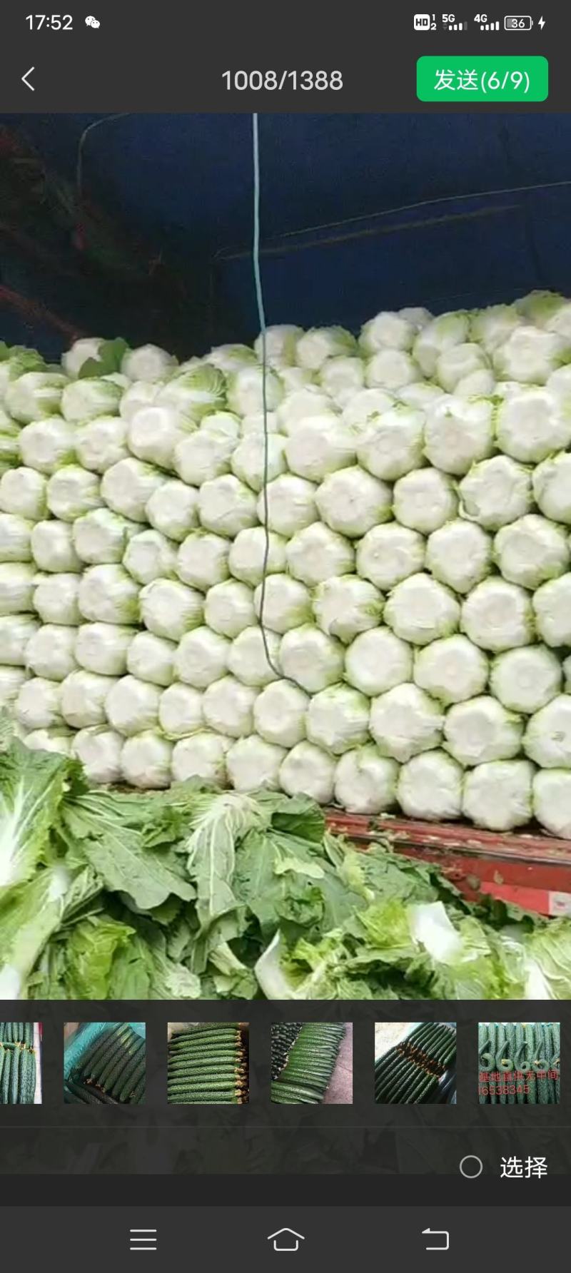 黄心大白菜，菊锦暖棚黄心大白菜基地直供，可供应全国各地