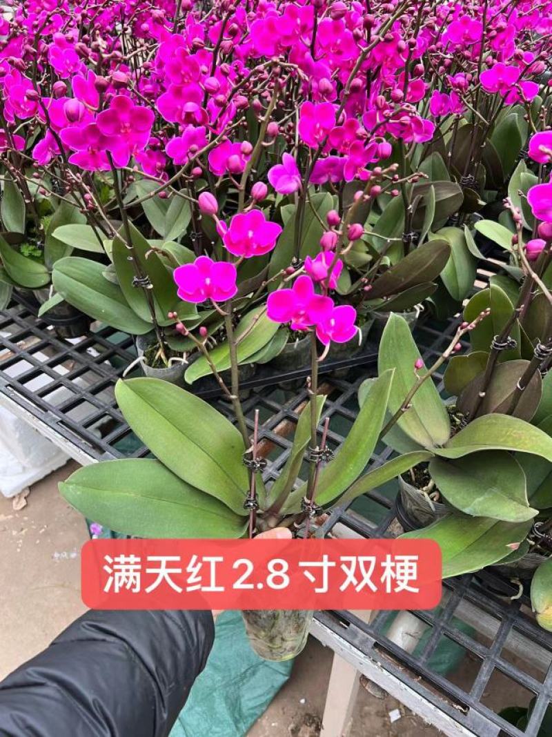 蝴蝶兰满天红2.8寸单梗双梗基地直发，一箱42株，年宵花