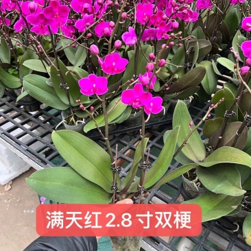 蝴蝶兰满天红2.8寸单梗双梗基地直发，一箱42株，年宵花
