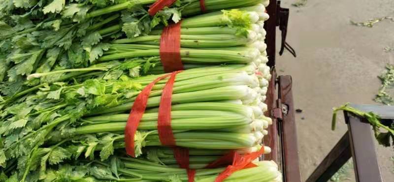 芹菜，基地芹菜，保值保量，