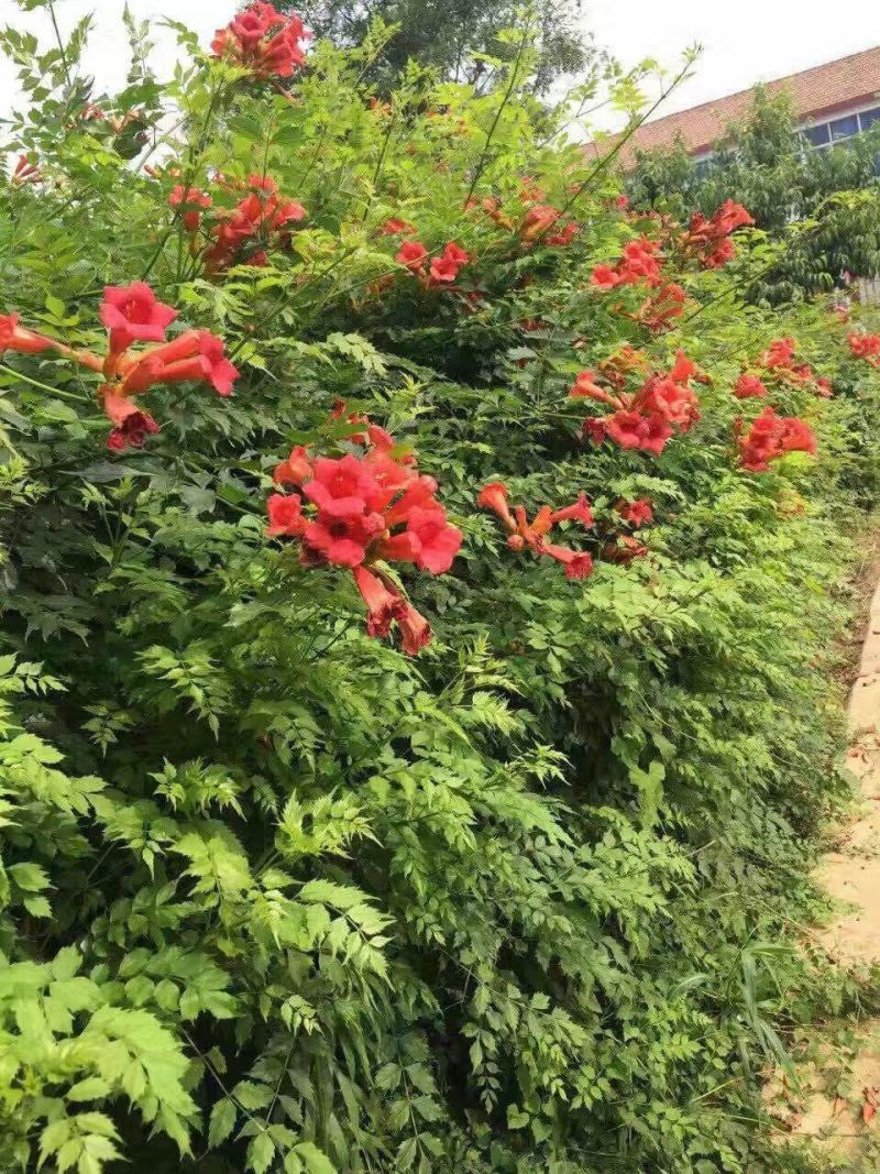 凌霄花苗爬墙喇叭花护坡固土矿山绿化长廊亭子花架可视频看货