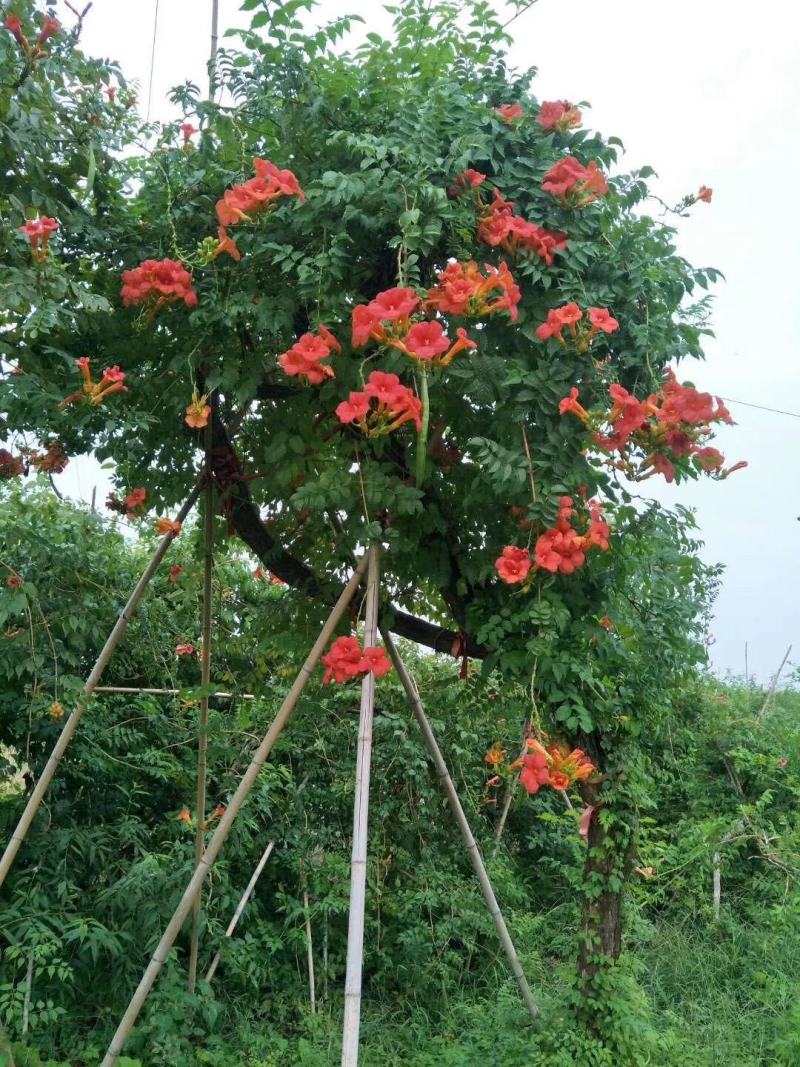 凌霄花苗爬墙喇叭花护坡固土矿山绿化长廊亭子花架可视频看货