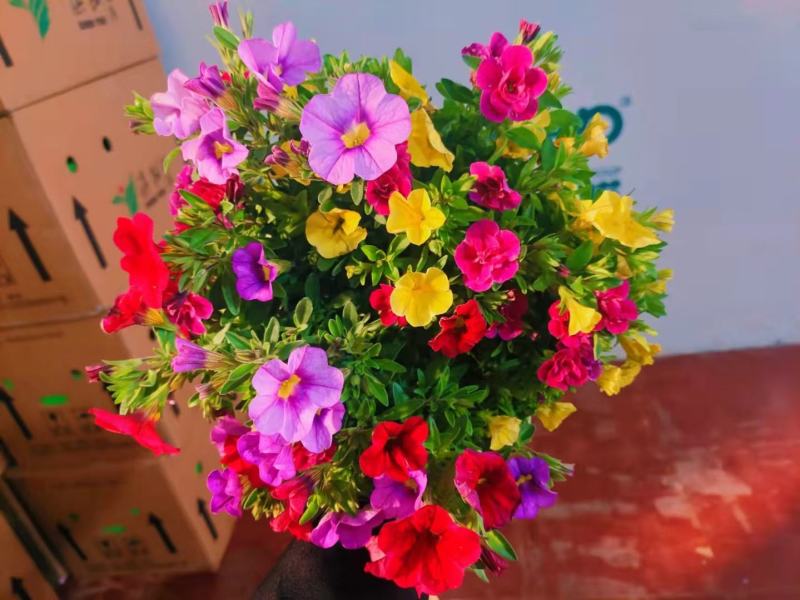 150#舞春花又名百万小玲一盆多色基地直发，实物实拍图