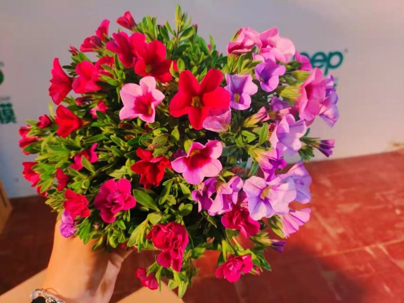 150#舞春花又名百万小玲一盆多色基地直发，实物实拍图