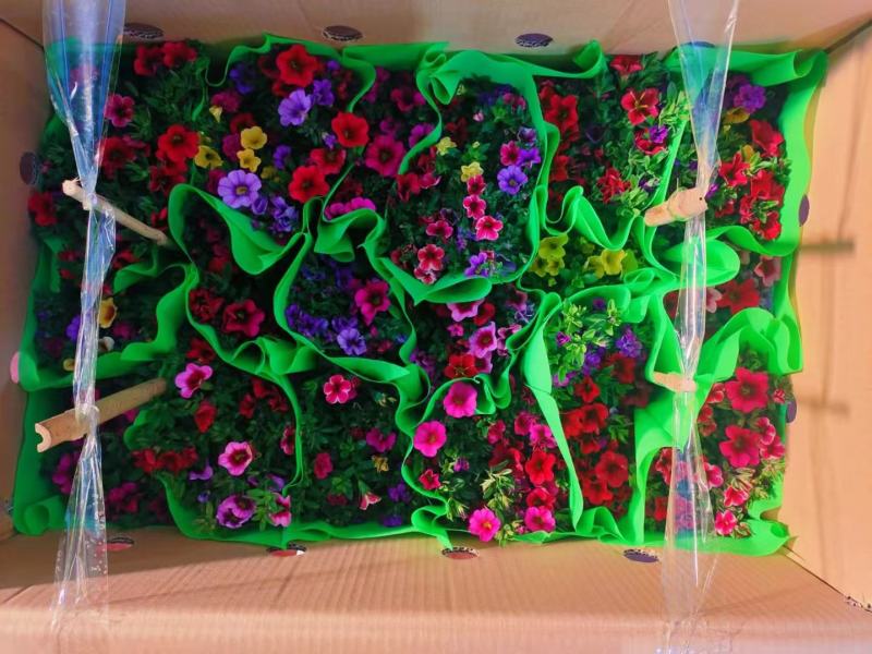 150#舞春花又名百万小玲一盆多色基地直发，实物实拍图