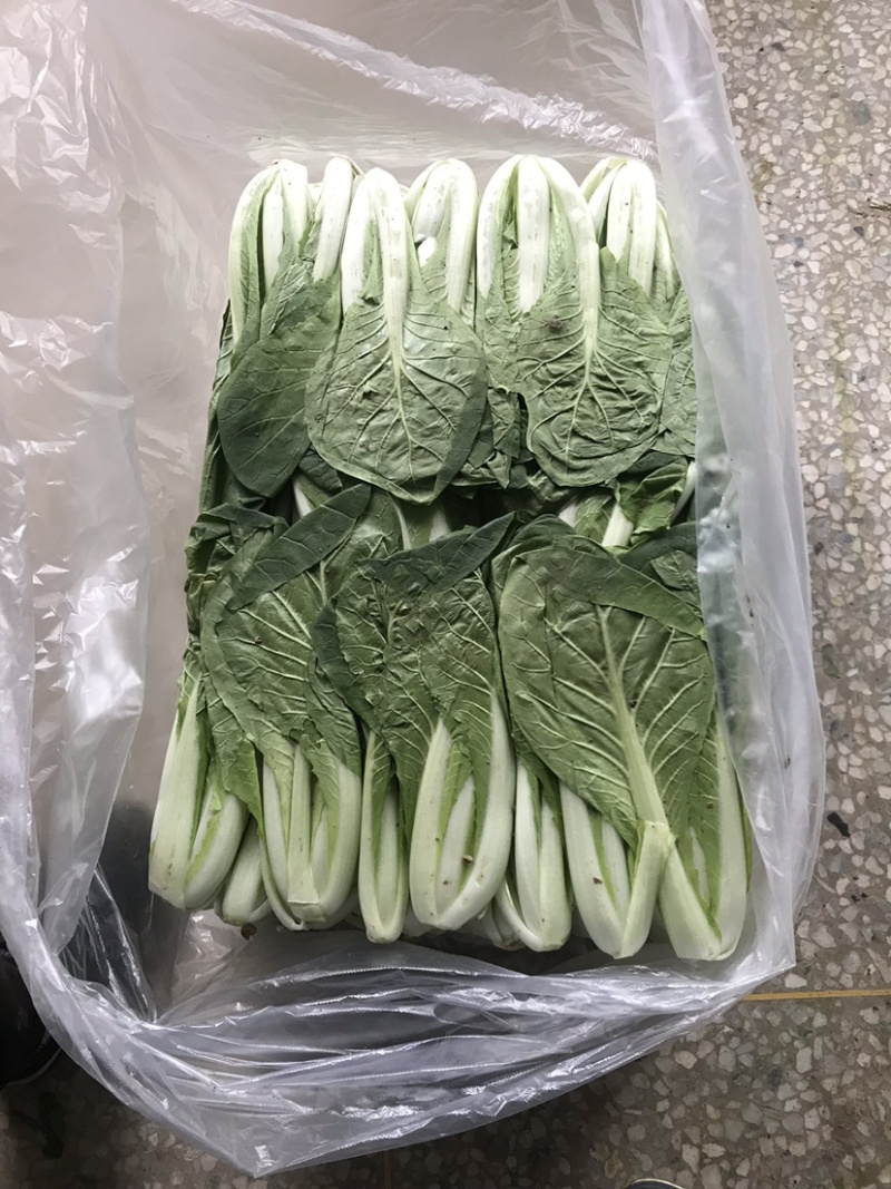 精品小白菜，常年大量供应支持各种包装方式提供预冷打包装车