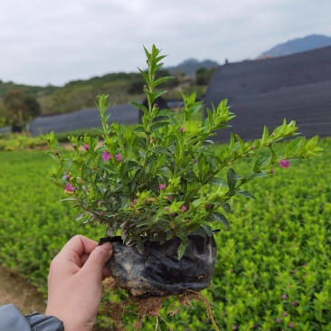 满天星萼距花冠幅饱满精品货漳州