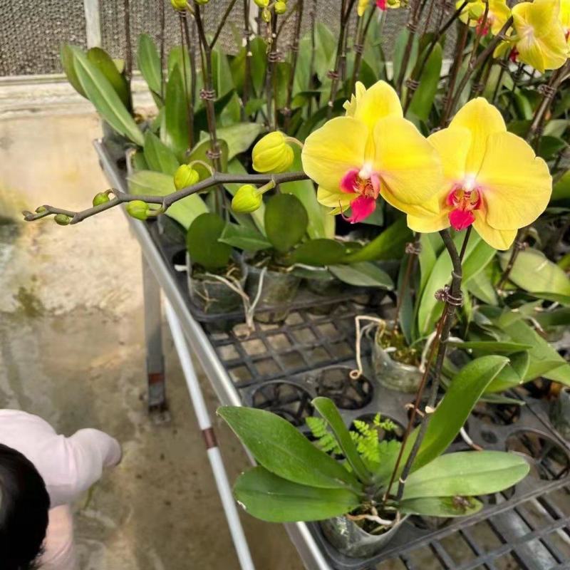 特级黄金美人3.5寸，特级黄金美人蝴蝶兰盆花