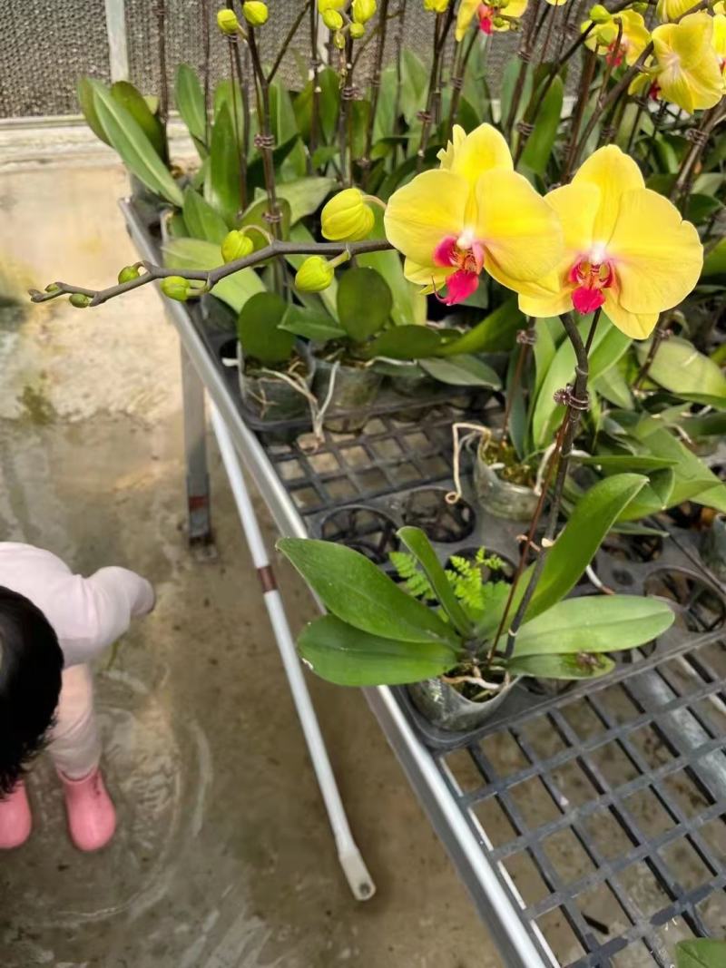 特级黄金美人3.5寸，特级黄金美人蝴蝶兰盆花