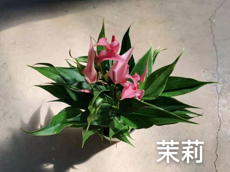 茉莉110#红掌，基地直发，一箱24盆，发货标准参考如图