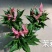 茉莉110#红掌，基地直发，一箱24盆，发货标准参考如图