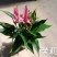 茉莉110#红掌，基地直发，一箱24盆，发货标准参考如图