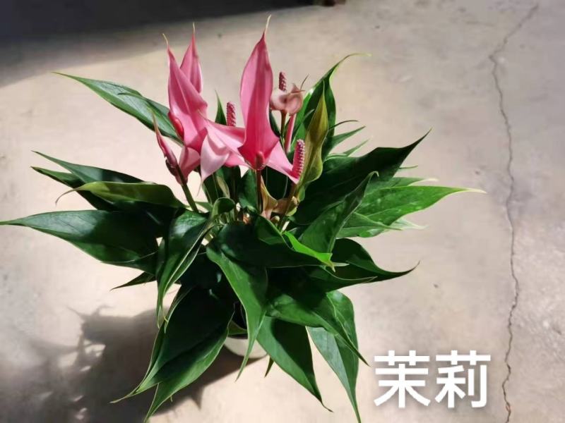 茉莉110#红掌，基地直发，一箱24盆，发货标准参考如图