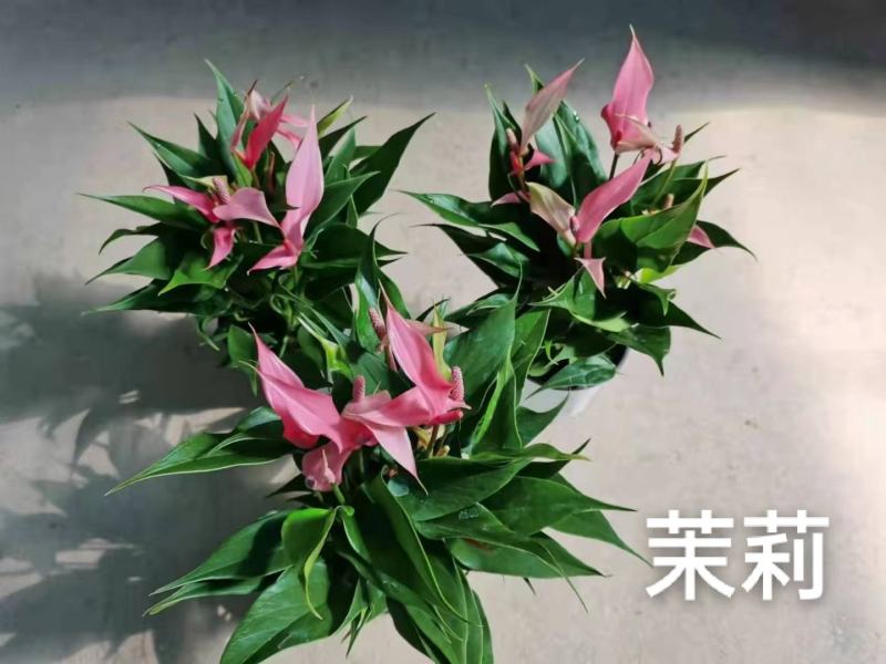 茉莉110#红掌，基地直发，一箱24盆，发货标准参考如图