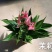 茉莉110#红掌，基地直发，一箱24盆，发货标准参考如图