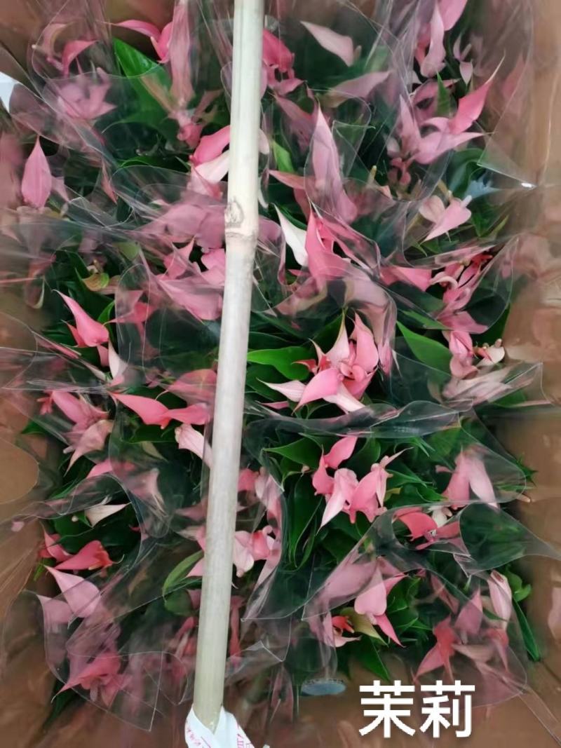 茉莉110#红掌，基地直发，一箱24盆，发货标准参考如图