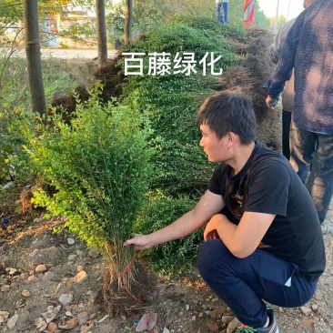 小叶女贞苗高度40-50厘米绿篱苗木便宜耐寒好活