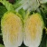 大棚白菜