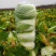 大棚白菜