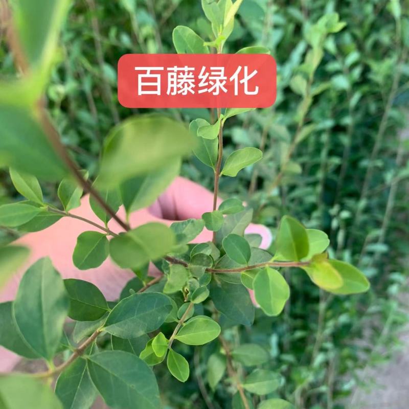小叶女贞苗高度40-50厘米绿篱苗木便宜耐寒好活