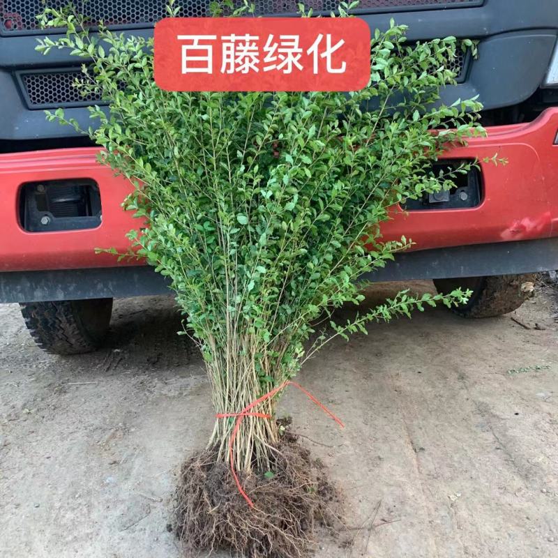 小叶女贞苗高度40-50厘米绿篱苗木便宜耐寒好活